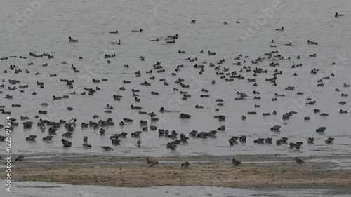 groupe de sarcelle d'hiver (anas crecca) posée sur l'eau