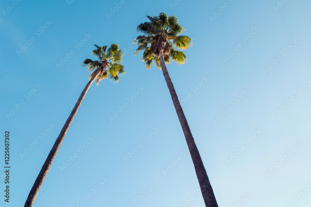 Obraz premium Tall palm trees reaching for the clear blue sky in a sunny outdoor setting