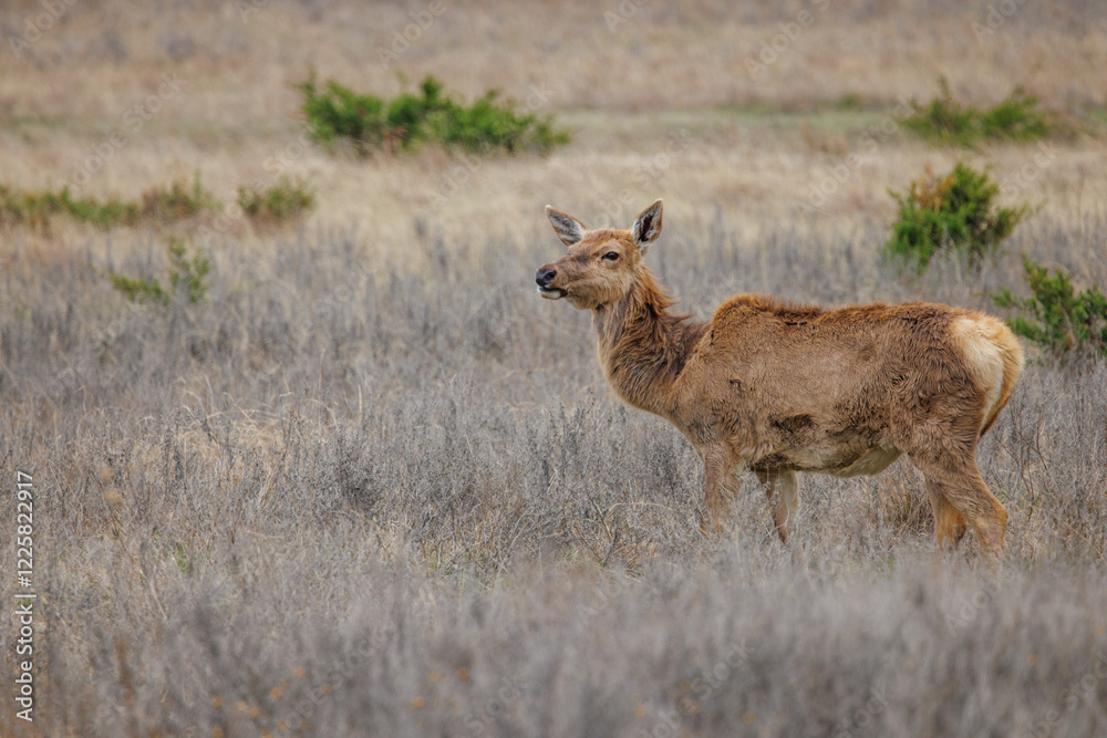 Naklejka premium Elk cow in the wild