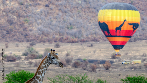 giraffe in the savannah with hot balloon in background
