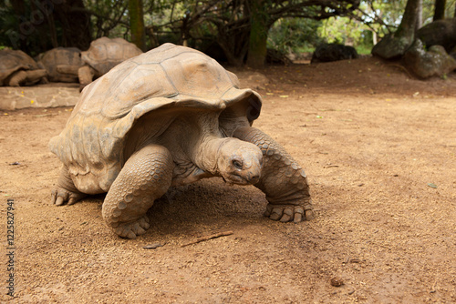 Wild Tortoise in Enclosure in Mauritius, a majestic Galapagos tortoise takes a stroll across a sandy path, showcasing its impressive size and ancient lineage. photo