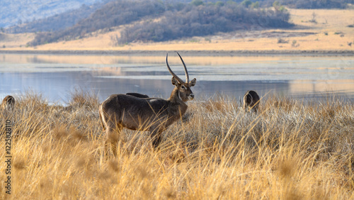 Waterbuck in wild