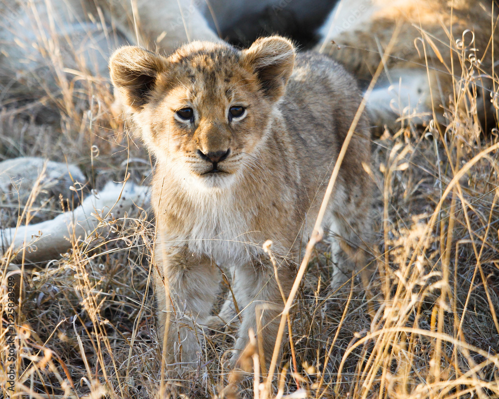 Obraz premium Intimate Profiles of Lions in the African Wilderness - Wildlife Portraits of Lion Prides with Cubs - Big Cat Photos