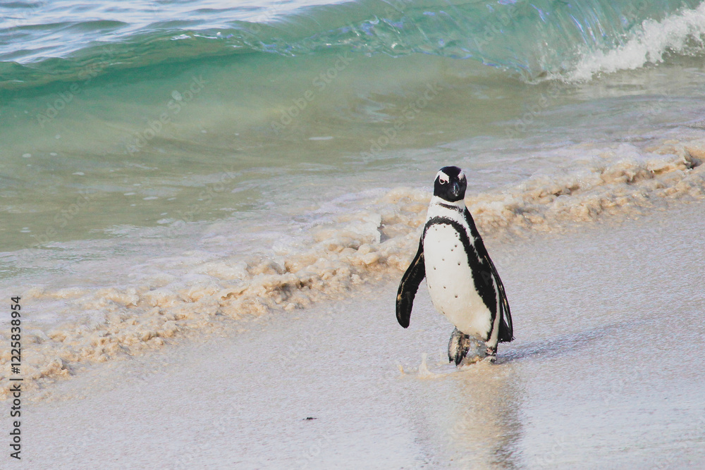 Fototapeta premium African Penguin on Sandy Beach – Endangered Seabird in Coastal Habitat, Waddling, Grooming, and Exploring Near Ocean Waves – Wildlife Conservation and Nature Photography in South Africa