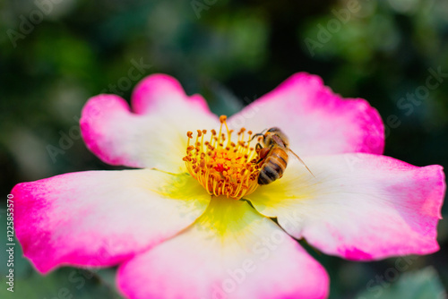 Honeybee Pollinating Vibrant Flowers – Close-Up of Busy Bee Collecting Pollen from Yellow Orange and Pink Flower – Macro Nature Photography Highlighting Pollination, Biodiversity, and Ecosystem Health
