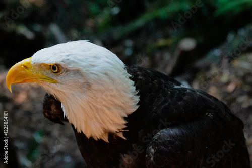 Majestic Bald Eagle Close-Up – Powerful Bird of Prey with Intense Gaze, Sharp Beak, and Iconic White Head in Dramatic Lighting – Symbol of Freedom, Strength, and Patriotism in Nature photo