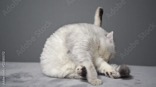 the cat is a Scottish breed. Washes washes on a gray background, licks eggs
