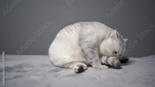 the cat is a Scottish breed. He catches his tail and starts washing it on a gray background