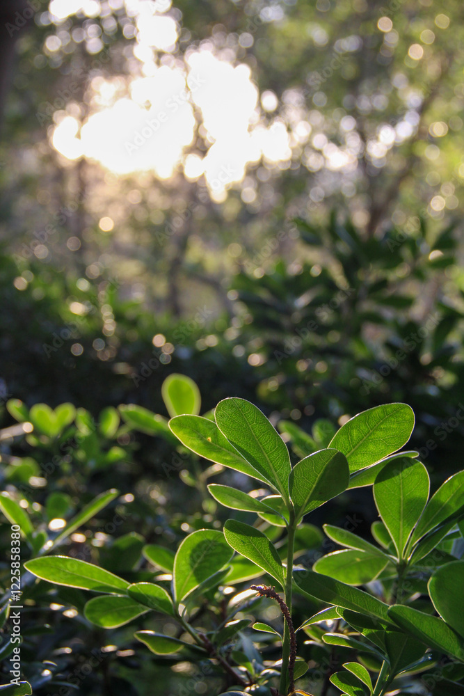 Fototapeta premium Green Plant with Sunlight Shining Through the Leaves