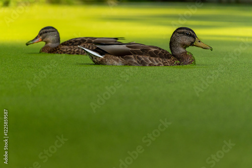 Mallard swimming in the duckweed. Green minimalistic duck photo.