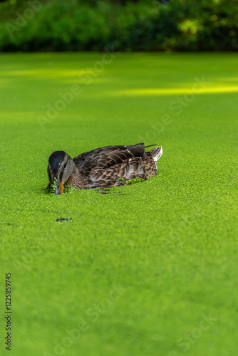 Mallard swimming in the duckweed. Green minimalistic duck photo.