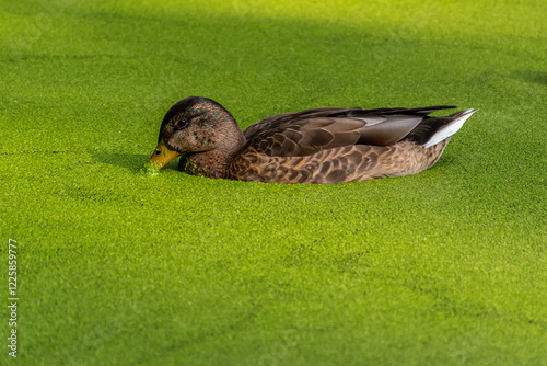 Mallard swimming in the duckweed. Green minimalistic duck photo.