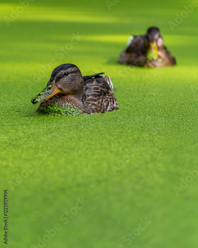 Mallard swimming in the duckweed. Green minimalistic duck photo.