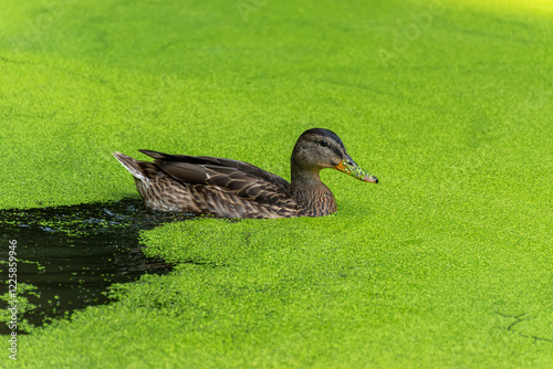 Mallard swimming in the duckweed. Green minimalistic duck photo.