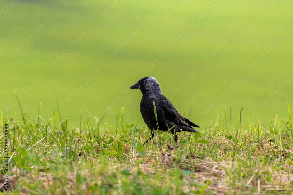 Western jackdaw walking in the grass. Minimalistic green background. Western jackdaw walking in the grass. Minimalistic green background.