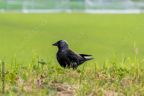 Western jackdaw walking in the grass. Minimalistic green background.