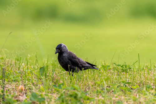 Western jackdaw walking in the grass. Minimalistic green background.