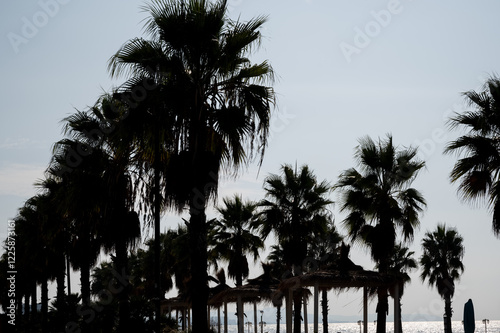 Fototapeta Naklejka Na Ścianę i Meble -  Silhouettes of palm alley against the sky near the sea, exotic background.