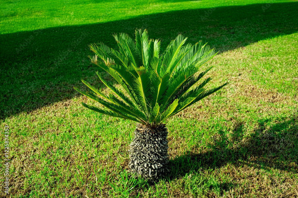 Cycas revoluta, sago palm, king sago, sago cycad, Japanese sago palm. Green tropical tree. Toxic plant.