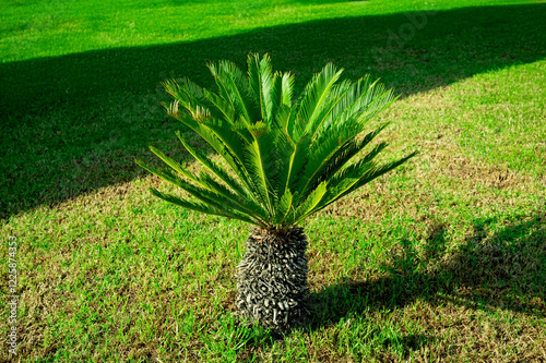 Obraz na płótnie Cycas revoluta, sago palm, king sago, sago cycad, Japanese sago palm. Green tropical tree. Toxic plant. w salonie