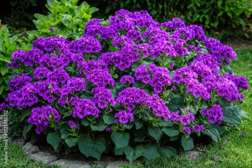 Vibrant heliotrope flowers in a blurred public garden in Turkey s Marmara region during summer photo