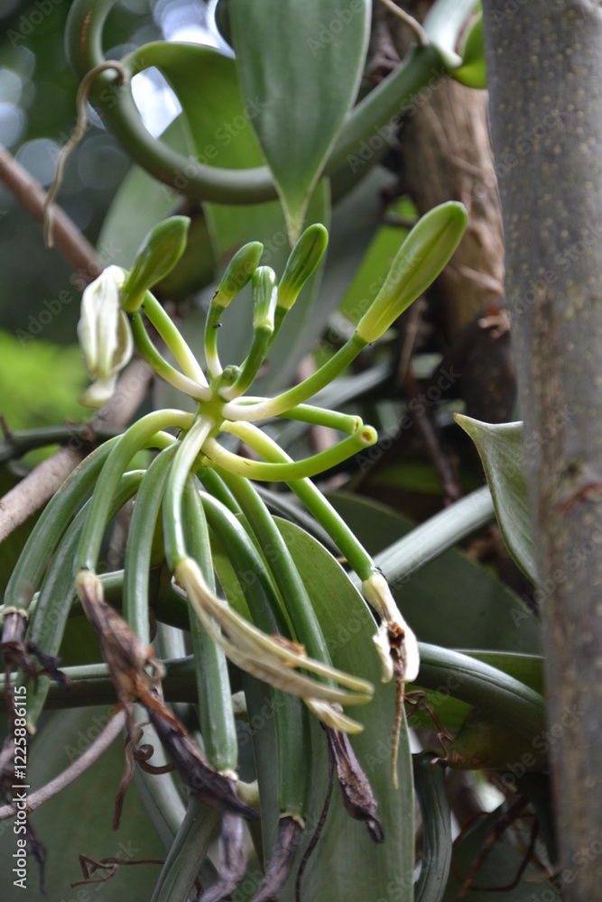 Obraz premium Sri lanka, Kandy, 26 avril 2016 : Orchidée tropicale Vanilla planifolia grimpe sur l'arbre et ses nombreuses capsules de vanilles, au Sri Lanka