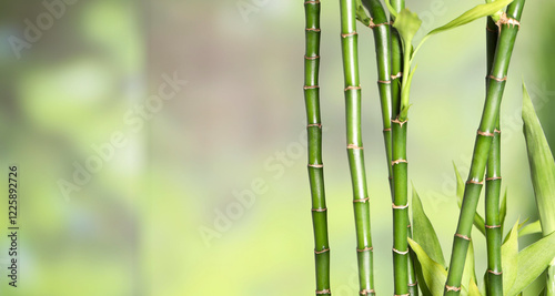 Beautiful decorative bamboo plant on blurred background, closeup. Space for text