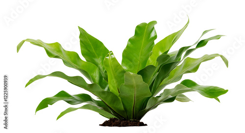 Isolated plant green earth big leaves bush tropical