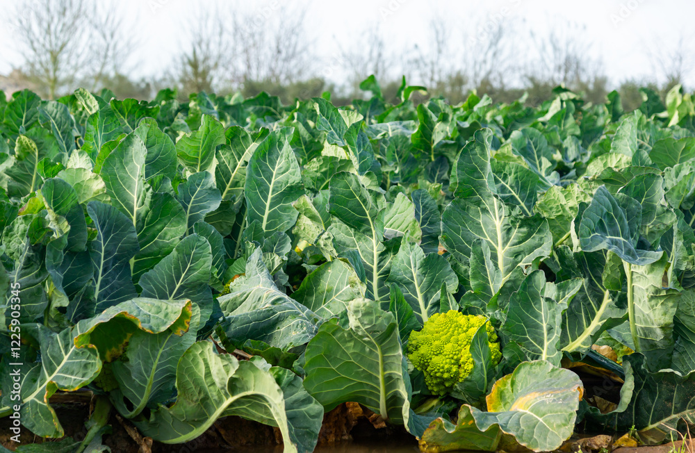 Naklejka premium Winter Harvest: Romanesco Field Ready for Picking.