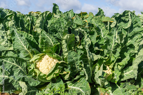 Field of Abundance: Cauliflower Standing Out in a Sunlit Lush Field. photo