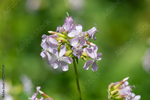 Wild sweet William (saponaria officinalis) flowers in bloom photo