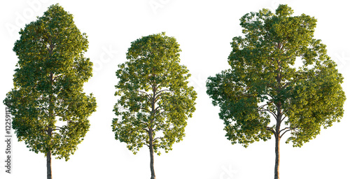 Cinnamomum porrectum trees isolated png in sunset lighting on a transparent background premium cutout (Cinnamomum parthenoxylon)
 photo