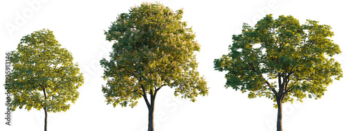 Aesculus hippocastanum, the horse chestnut trees isolated sunset lighting png on a transparent background premium cutout (horse-chestnut, European horsechestnut, buckeye, conker tree, castanea)