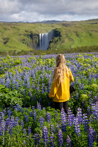 Woman with blond hair wearing yellow sweater in a field of lupines with a Skogafoss Waterfall in the background over Golden Circle area in Iceland