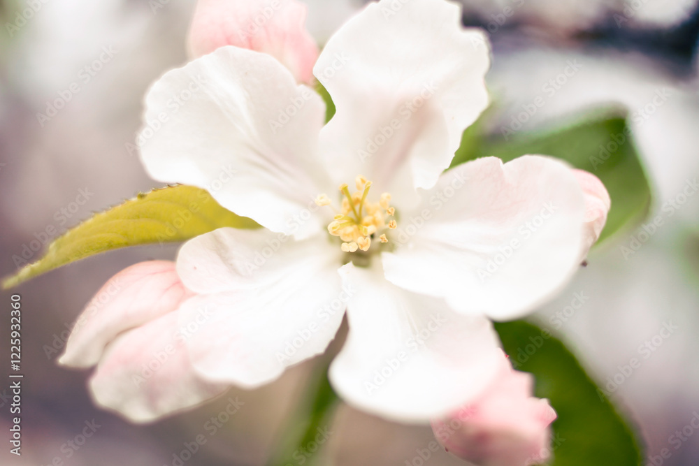 Apfelblüte Apfelblüte