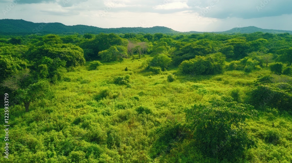 Fototapeta premium Lush Green Tropical Forest with rolling hills and cloudy sky viewed from above