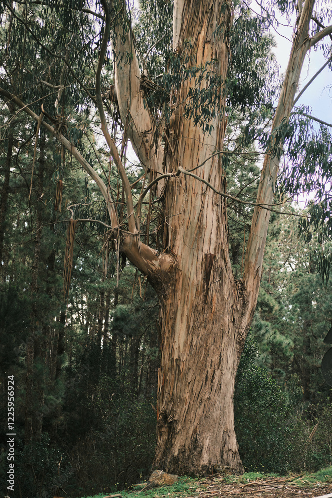 Majestic eucalyptus tree in a lush forest setting. Its textured bark and towering presence create a stunning natural scene. Perfect for nature, environmental, or travel projects. Majestic eucalyptus tree in a lush forest setting. Its textured bark and towering presence create a stunning natural scene. Perfect for nature, environmental, or travel projects.