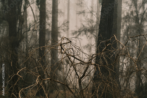 Misty forest scene featuring a foreground of bare, dead branches against a backdrop of tall, slender trees shrouded in fog.  Eerie and atmospheric, perfect for moody themes. photo