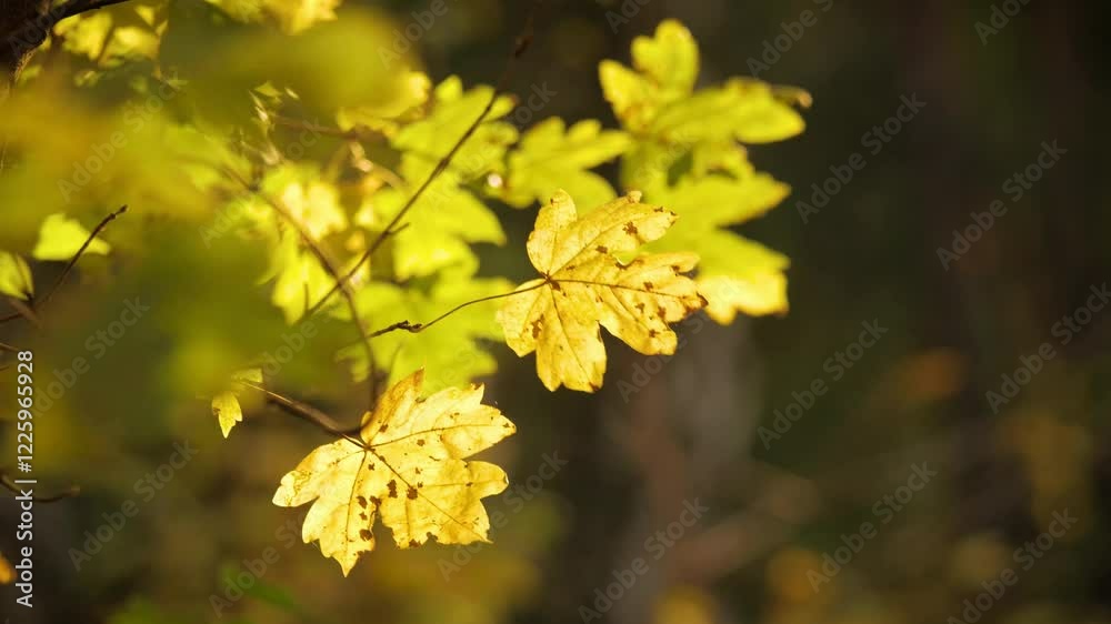 Selective focus shot of autumn maple leaves. Selective focus shot of autumn maple leaves.