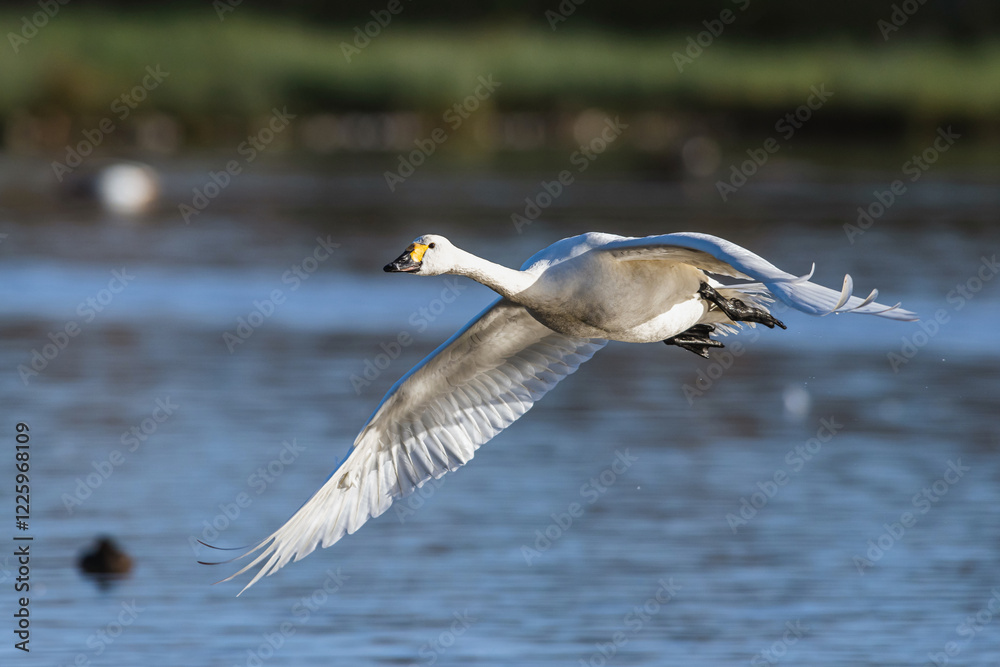 Tundra Swan, Bewick's Swan, Cygnus columbianus in flight at winter in Slimbridge, England Tundra Swan, Bewick's Swan, Cygnus columbianus in flight at winter in Slimbridge, England