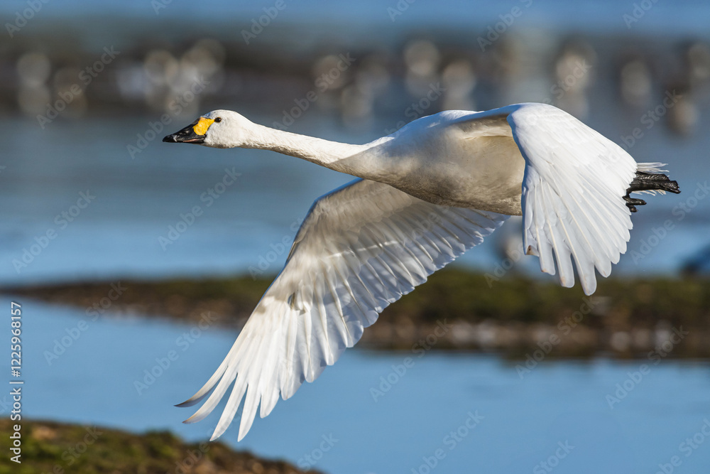 Tundra Swan, Bewick's Swan, Cygnus columbianus in flight at winter in Slimbridge, England Tundra Swan, Bewick's Swan, Cygnus columbianus in flight at winter in Slimbridge, England