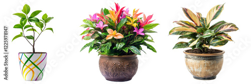 various decorative indoor plants in pot, home decor element
