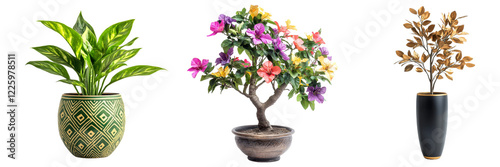 various decorative indoor plants in pot, home decor element