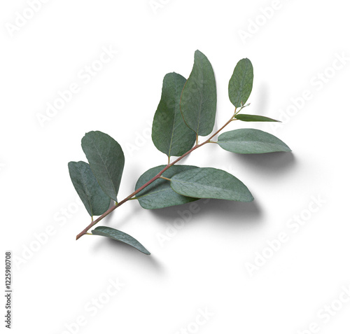 Isolated Eucalyptus Twig, gracefully arching with vibrant green leaves. Each twig, isolated against a transparent backdrop, australian plant photo