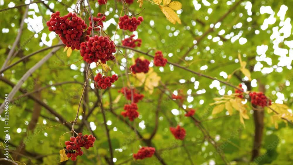 Red rowan berries on branches with leaves on a blurred background. Red rowan berries on branches with leaves on a blurred background.
