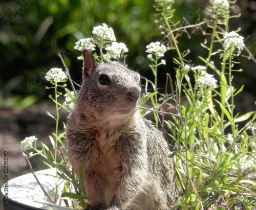 Western Gray Squirrel photo