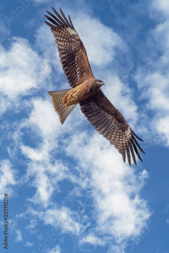 Japanese Kite tail Hawk in flight