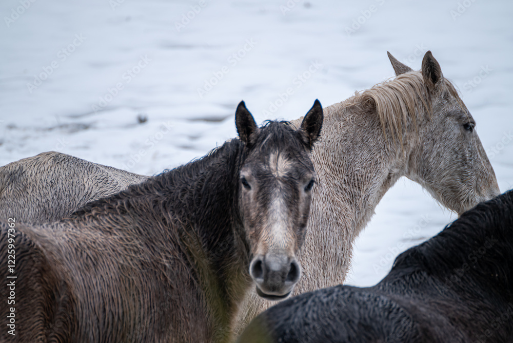 selective focus, three wild horses in the snow. Peneda Geres National Park. North Portugal selective focus, three wild horses in the snow. Peneda Geres National Park. North Portugal