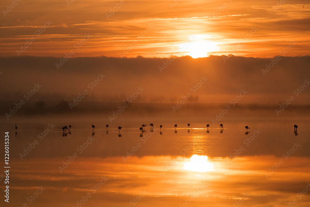 Flamingos at Toledo Lagoons during serene sunrise reflection Flamingos at Toledo Lagoons during serene sunrise reflection