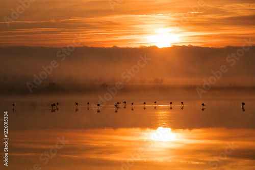 Wallpaper Mural Flamingos at Toledo Lagoons during serene sunrise reflection Torontodigital.ca